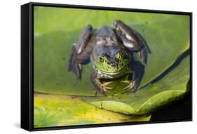 Wa, Juanita Bay Wetland, Bullfrog, Female, Rana Catesbeiana-Jamie And Judy Wild-Framed Stretched Canvas