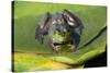 Wa, Juanita Bay Wetland, Bullfrog, Female, Rana Catesbeiana-Jamie And Judy Wild-Stretched Canvas