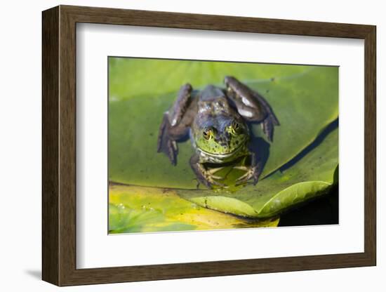 Wa, Juanita Bay Wetland, Bullfrog, Female, Rana Catesbeiana-Jamie And Judy Wild-Framed Photographic Print