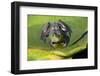 Wa, Juanita Bay Wetland, Bullfrog, Female, Rana Catesbeiana-Jamie And Judy Wild-Framed Photographic Print