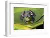 Wa, Juanita Bay Wetland, Bullfrog, Female, Rana Catesbeiana-Jamie And Judy Wild-Framed Photographic Print