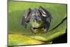 Wa, Juanita Bay Wetland, Bullfrog, Female, Rana Catesbeiana-Jamie And Judy Wild-Mounted Photographic Print