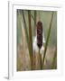 WA, Juanita Bay Wetland, Cattail-Jamie & Judy Wild-Framed Photographic Print