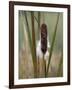 WA, Juanita Bay Wetland, Cattail-Jamie & Judy Wild-Framed Photographic Print