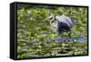 Wa, Juanita Bay Wetland, Great Blue Heron, Ardea Herodias, with Fish-Jamie And Judy Wild-Framed Stretched Canvas