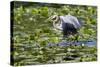 Wa, Juanita Bay Wetland, Great Blue Heron, Ardea Herodias, with Fish-Jamie And Judy Wild-Stretched Canvas