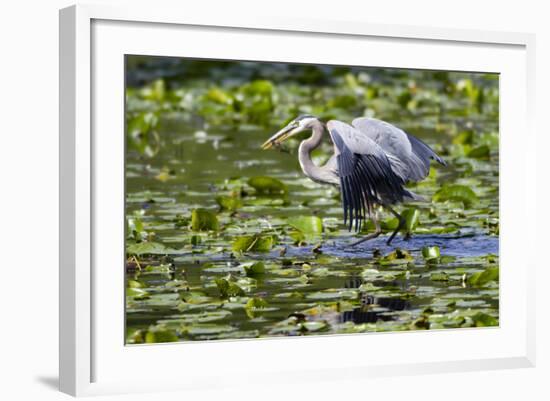 Wa, Juanita Bay Wetland, Great Blue Heron, Ardea Herodias, with Fish-Jamie And Judy Wild-Framed Photographic Print