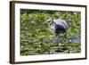 Wa, Juanita Bay Wetland, Great Blue Heron, Ardea Herodias, with Fish-Jamie And Judy Wild-Framed Photographic Print