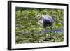 Wa, Juanita Bay Wetland, Great Blue Heron, Ardea Herodias, with Fish-Jamie And Judy Wild-Framed Photographic Print