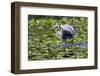 Wa, Juanita Bay Wetland, Great Blue Heron, Ardea Herodias, with Fish-Jamie And Judy Wild-Framed Photographic Print