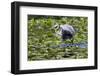 Wa, Juanita Bay Wetland, Great Blue Heron, Ardea Herodias, with Fish-Jamie And Judy Wild-Framed Photographic Print