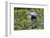 Wa, Juanita Bay Wetland, Great Blue Heron, Ardea Herodias, with Fish-Jamie And Judy Wild-Framed Photographic Print