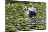 Wa, Juanita Bay Wetland, Great Blue Heron, Ardea Herodias, with Fish-Jamie And Judy Wild-Mounted Photographic Print