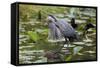 Wa, Juanita Bay Wetland, Great Blue Heron, Ardea Herodias-Jamie And Judy Wild-Framed Stretched Canvas