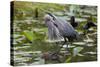 Wa, Juanita Bay Wetland, Great Blue Heron, Ardea Herodias-Jamie And Judy Wild-Stretched Canvas