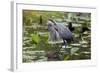 Wa, Juanita Bay Wetland, Great Blue Heron, Ardea Herodias-Jamie And Judy Wild-Framed Photographic Print