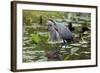 Wa, Juanita Bay Wetland, Great Blue Heron, Ardea Herodias-Jamie And Judy Wild-Framed Photographic Print