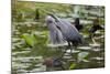 Wa, Juanita Bay Wetland, Great Blue Heron, Ardea Herodias-Jamie And Judy Wild-Mounted Photographic Print