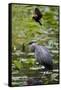 Wa, Juanita Bay Wetland, Great Blue Heron, Ardea Herodias-Jamie And Judy Wild-Framed Stretched Canvas