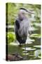 Wa, Juanita Bay Wetland, Great Blue Heron, Ardea Herodias-Jamie And Judy Wild-Stretched Canvas
