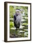 Wa, Juanita Bay Wetland, Great Blue Heron, Ardea Herodias-Jamie And Judy Wild-Framed Photographic Print