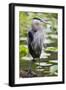 Wa, Juanita Bay Wetland, Great Blue Heron, Ardea Herodias-Jamie And Judy Wild-Framed Photographic Print