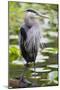 Wa, Juanita Bay Wetland, Great Blue Heron, Ardea Herodias-Jamie And Judy Wild-Mounted Photographic Print