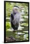 Wa, Juanita Bay Wetland, Great Blue Heron, Ardea Herodias-Jamie And Judy Wild-Framed Photographic Print