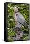 Wa, Juanita Bay Wetland, Great Blue Heron, Ardea Herodias-Jamie And Judy Wild-Framed Stretched Canvas