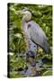 Wa, Juanita Bay Wetland, Great Blue Heron, Ardea Herodias-Jamie And Judy Wild-Stretched Canvas