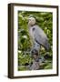 Wa, Juanita Bay Wetland, Great Blue Heron, Ardea Herodias-Jamie And Judy Wild-Framed Photographic Print