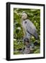 Wa, Juanita Bay Wetland, Great Blue Heron, Ardea Herodias-Jamie And Judy Wild-Framed Photographic Print