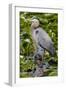 Wa, Juanita Bay Wetland, Great Blue Heron, Ardea Herodias-Jamie And Judy Wild-Framed Photographic Print