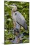 Wa, Juanita Bay Wetland, Great Blue Heron, Ardea Herodias-Jamie And Judy Wild-Mounted Photographic Print