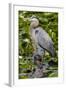 Wa, Juanita Bay Wetland, Great Blue Heron, Ardea Herodias-Jamie And Judy Wild-Framed Photographic Print