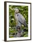 Wa, Juanita Bay Wetland, Great Blue Heron, Ardea Herodias-Jamie And Judy Wild-Framed Photographic Print