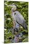 Wa, Juanita Bay Wetland, Great Blue Heron, Ardea Herodias-Jamie And Judy Wild-Mounted Photographic Print