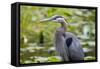 Wa, Juanita Bay Wetland, Great Blue Heron, Ardea Herodias-Jamie And Judy Wild-Framed Stretched Canvas