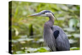 Wa, Juanita Bay Wetland, Great Blue Heron, Ardea Herodias-Jamie And Judy Wild-Stretched Canvas