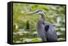 Wa, Juanita Bay Wetland, Great Blue Heron, Ardea Herodias-Jamie And Judy Wild-Framed Stretched Canvas