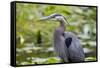 Wa, Juanita Bay Wetland, Great Blue Heron, Ardea Herodias-Jamie And Judy Wild-Framed Stretched Canvas