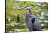 Wa, Juanita Bay Wetland, Great Blue Heron, Ardea Herodias-Jamie And Judy Wild-Stretched Canvas