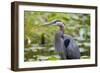 Wa, Juanita Bay Wetland, Great Blue Heron, Ardea Herodias-Jamie And Judy Wild-Framed Photographic Print