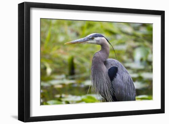 Wa, Juanita Bay Wetland, Great Blue Heron, Ardea Herodias-Jamie And Judy Wild-Framed Photographic Print