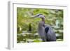 Wa, Juanita Bay Wetland, Great Blue Heron, Ardea Herodias-Jamie And Judy Wild-Framed Photographic Print