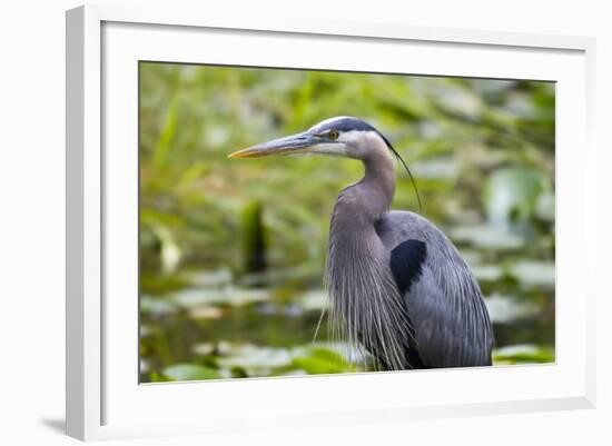 Wa, Juanita Bay Wetland, Great Blue Heron, Ardea Herodias-Jamie And Judy Wild-Framed Photographic Print