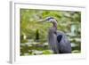 Wa, Juanita Bay Wetland, Great Blue Heron, Ardea Herodias-Jamie And Judy Wild-Framed Photographic Print