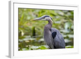 Wa, Juanita Bay Wetland, Great Blue Heron, Ardea Herodias-Jamie And Judy Wild-Framed Photographic Print