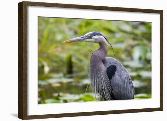 Wa, Juanita Bay Wetland, Great Blue Heron, Ardea Herodias-Jamie And Judy Wild-Framed Photographic Print