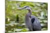 Wa, Juanita Bay Wetland, Great Blue Heron, Ardea Herodias-Jamie And Judy Wild-Mounted Photographic Print